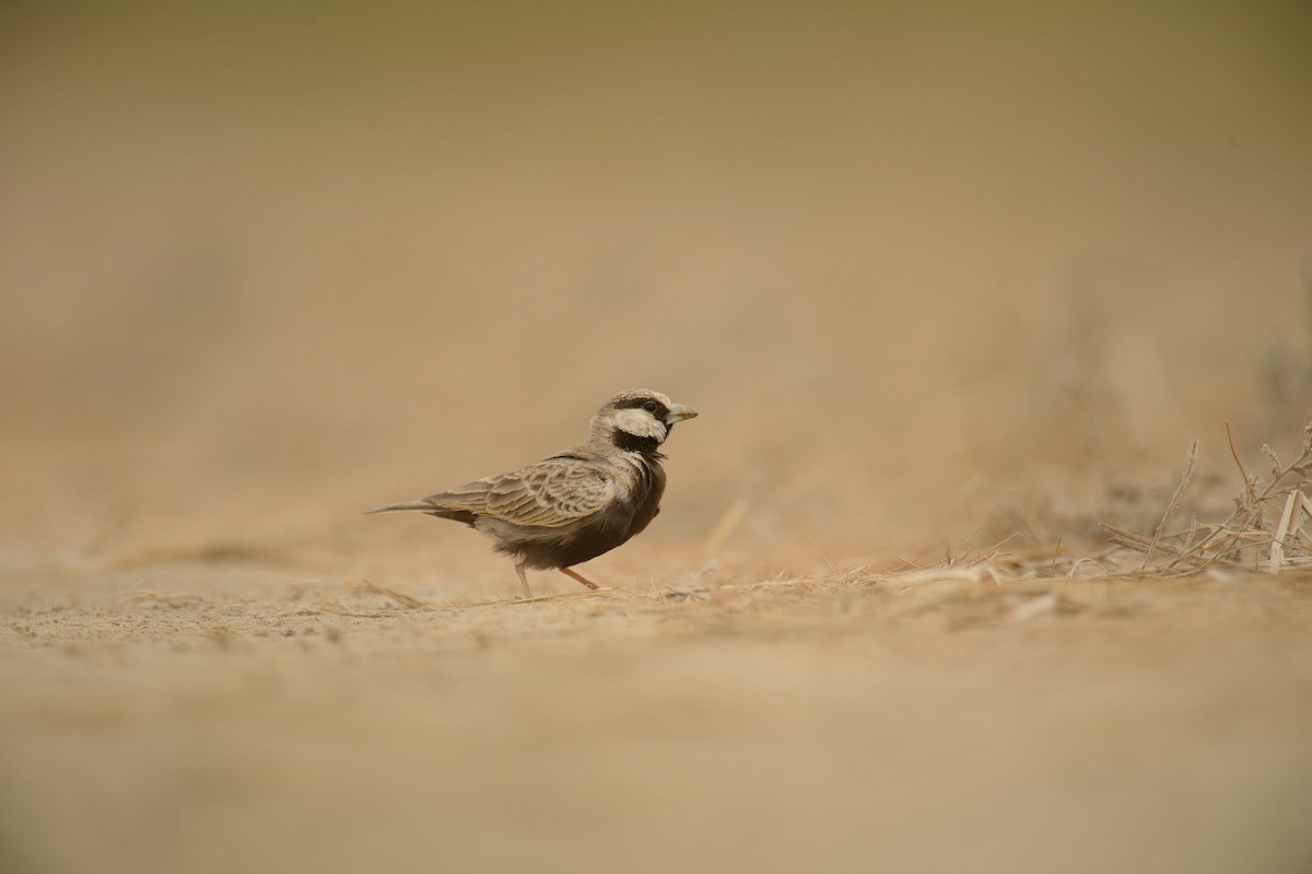 Ashy-crowned Sparrow-Lark - ML613944792
