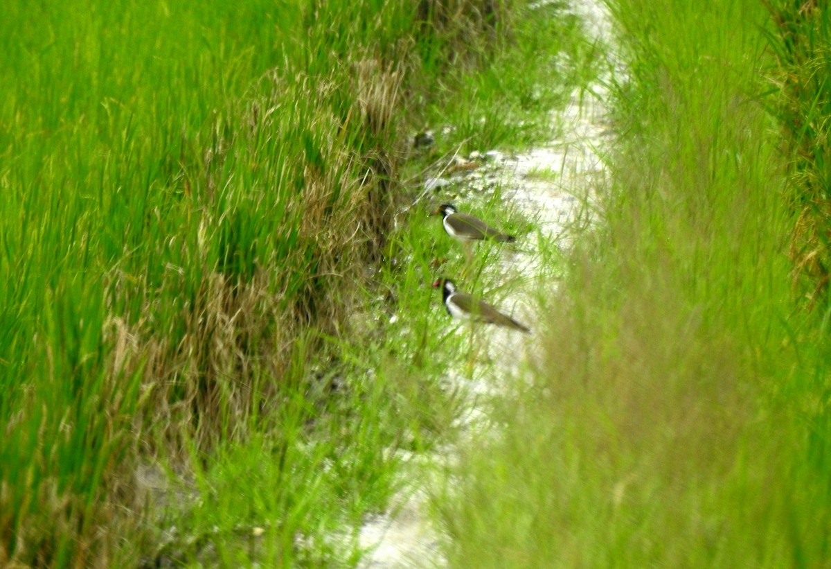 Red-wattled Lapwing - ML613944816