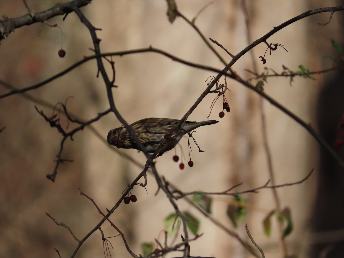 Purple Finch - ML613944835