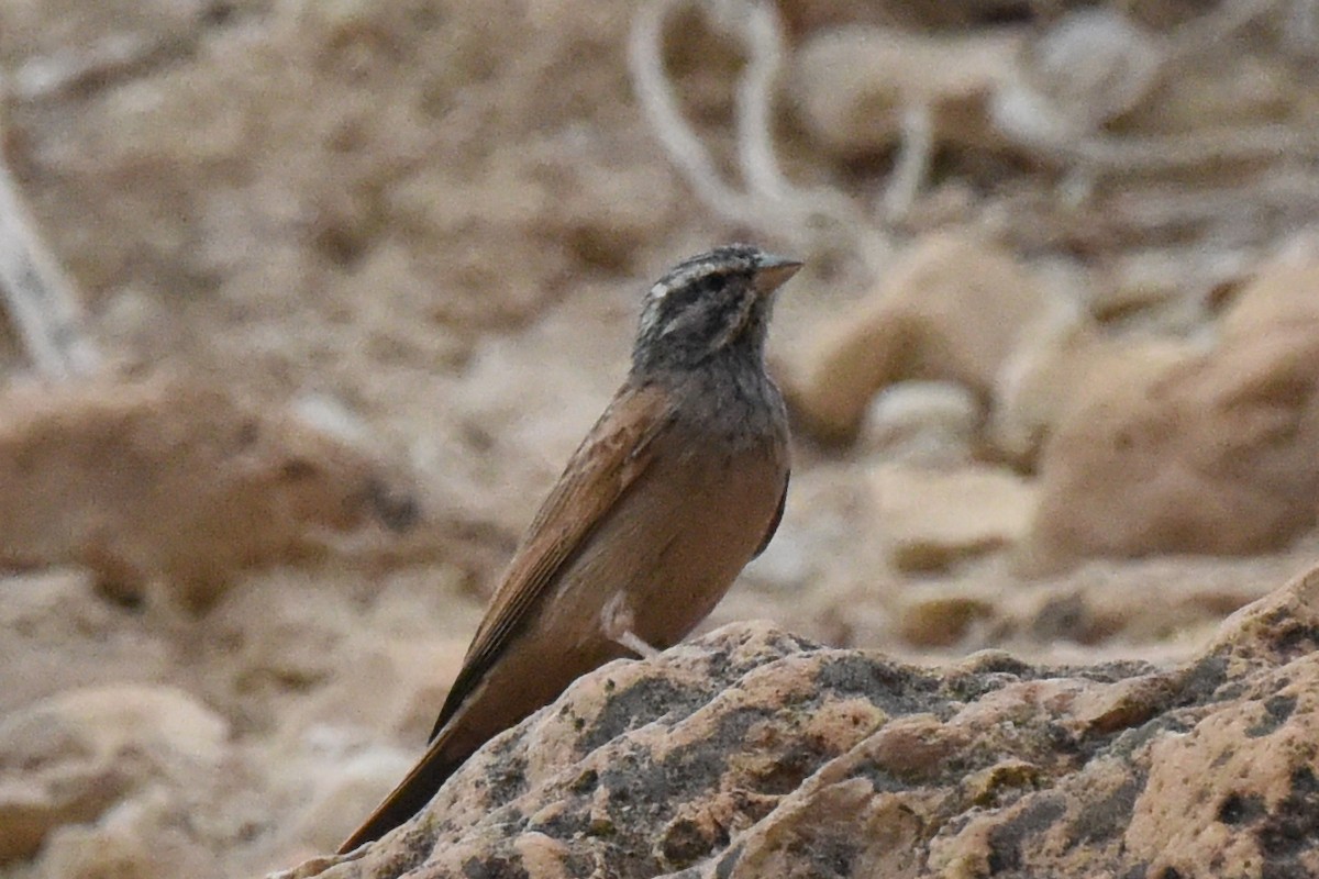 Striolated Bunting - ML613944838