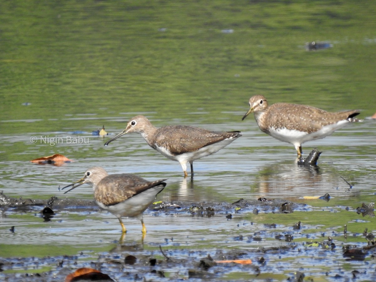 Green Sandpiper - ML613944905