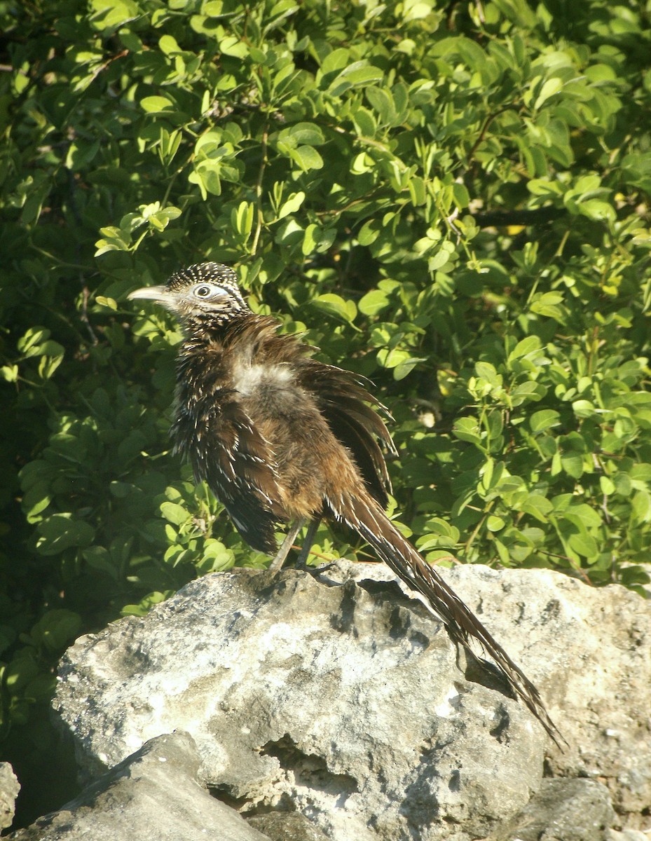 Lesser Roadrunner - ML613944906