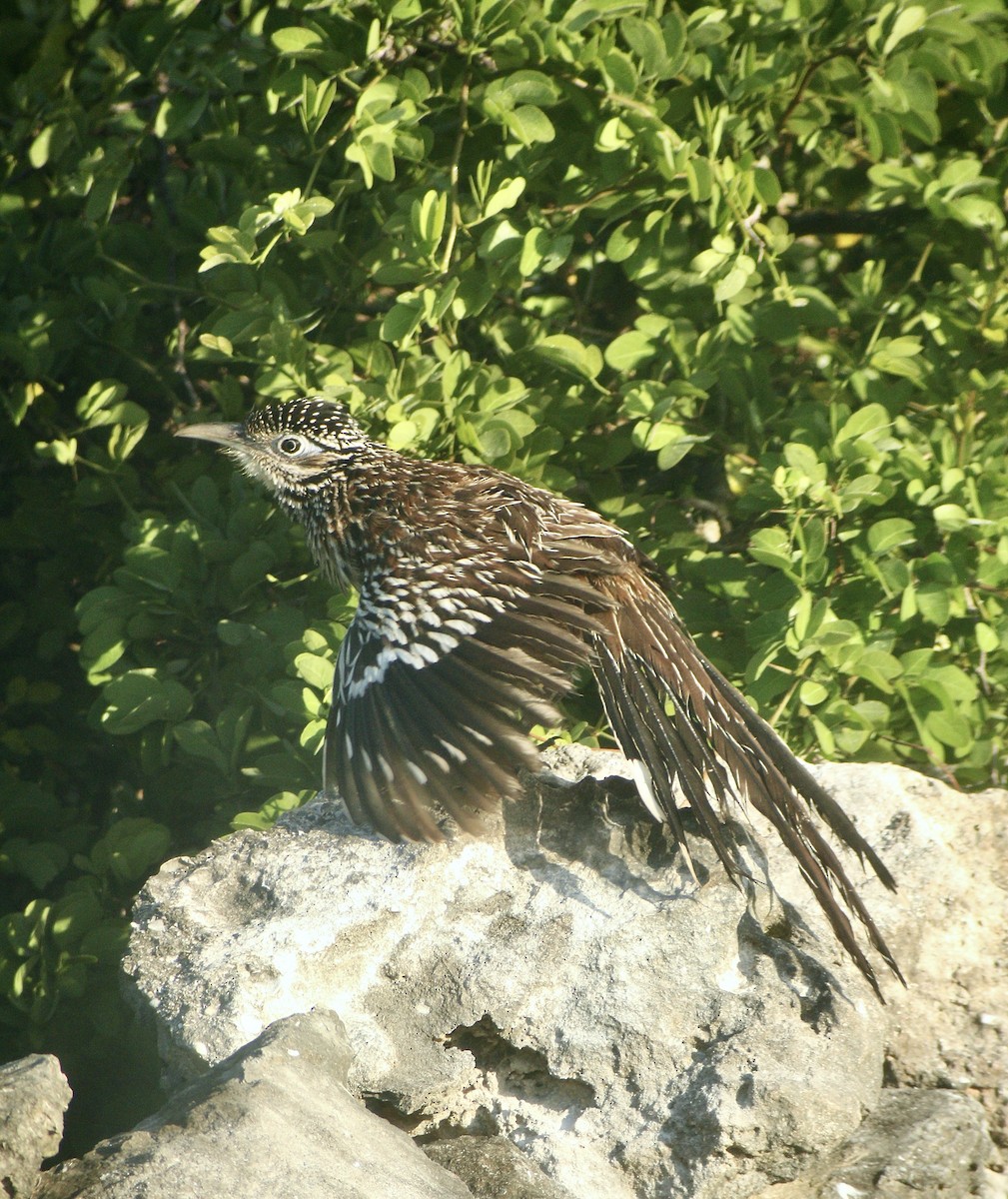 Lesser Roadrunner - ML613944907