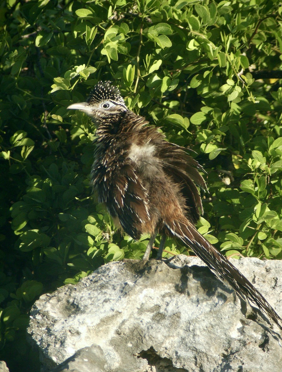 Lesser Roadrunner - ML613944908