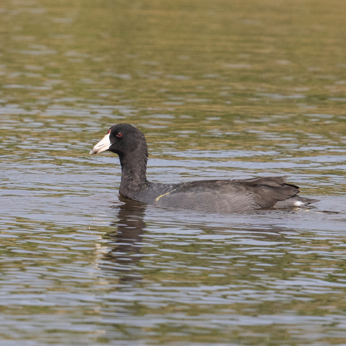 American Coot - Werner Suter