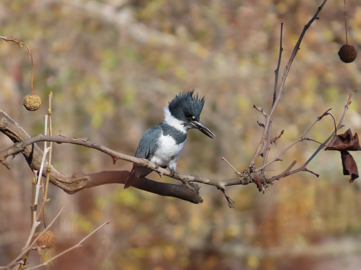 Belted Kingfisher - ML613944945