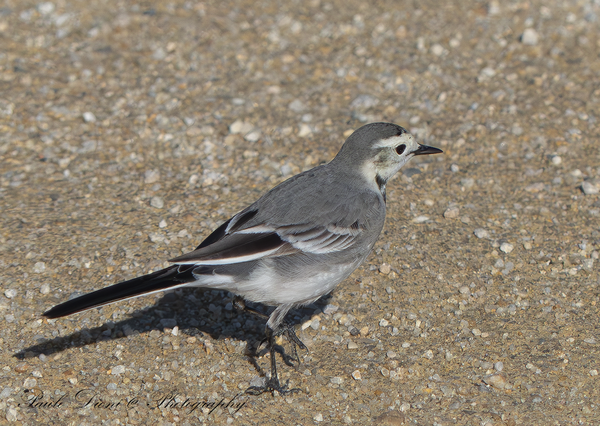 White Wagtail - ML613944947