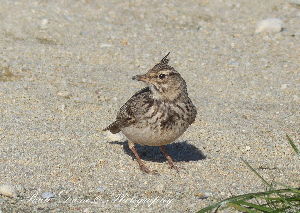 Crested Lark - ML613944954