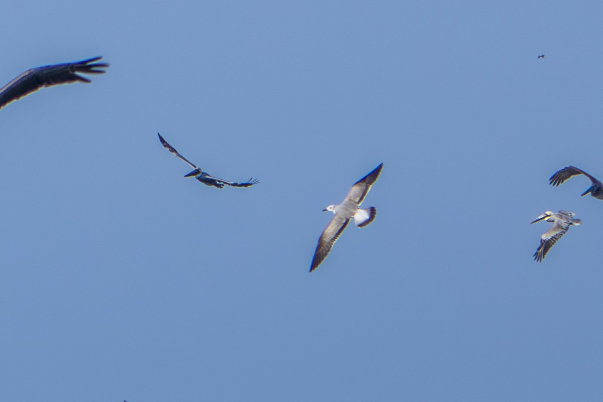 שחף צוחק - ML613944997