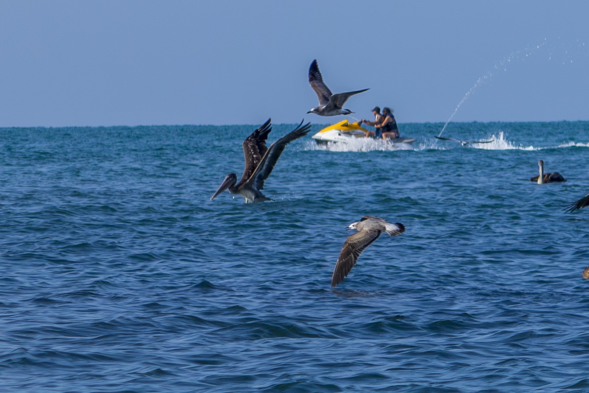 שחף צוחק - ML613944998