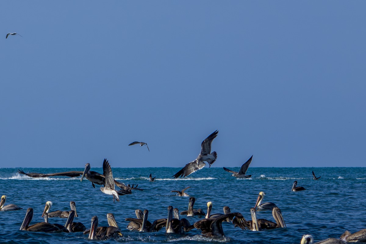 Laughing Gull - ML613944999