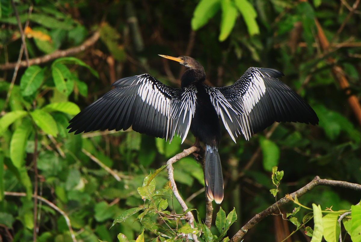 Anhinga - Juan Carlos Huayllapuma