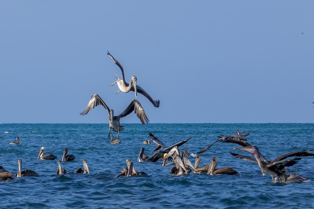 Brown Pelican (Southern) - ML613945025