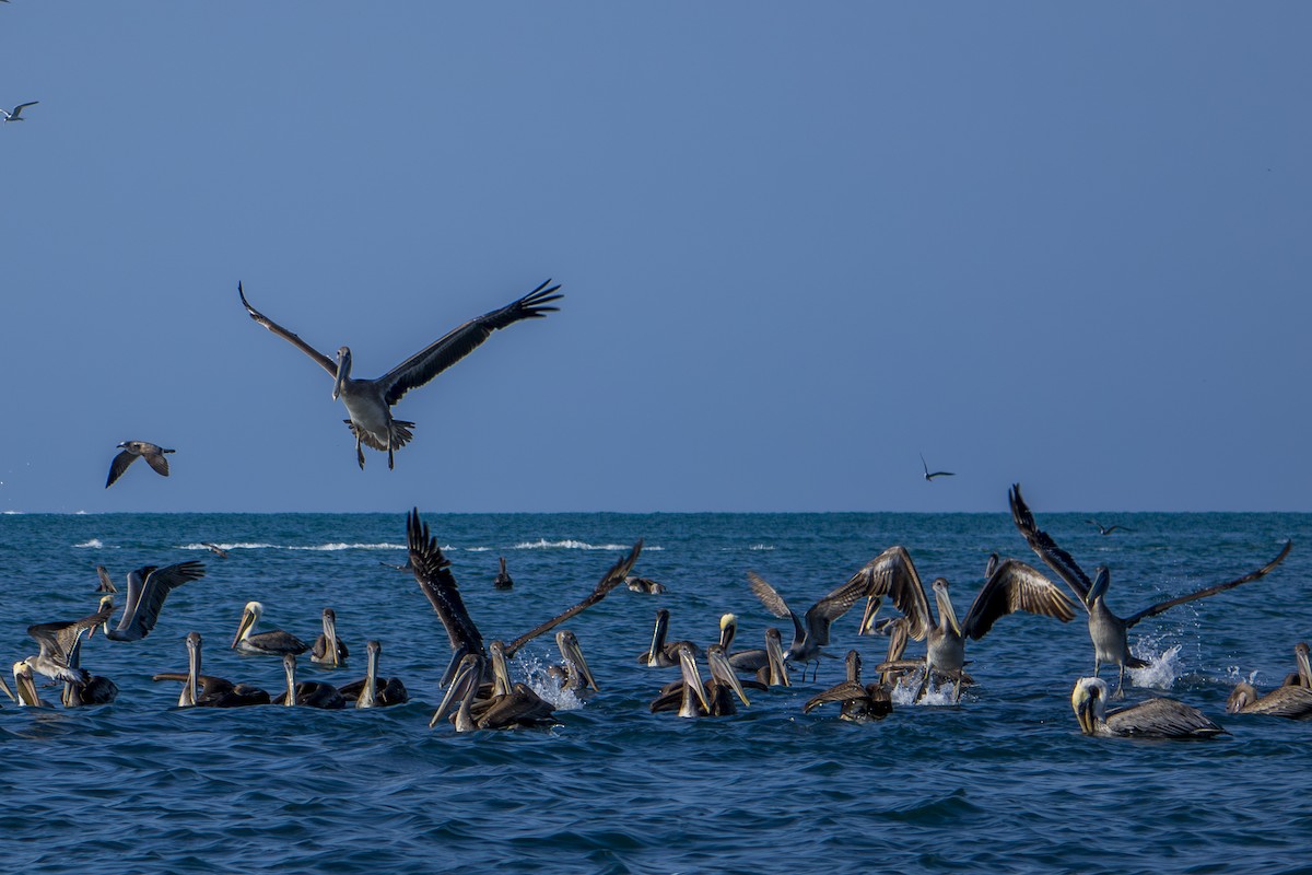 Brown Pelican (Southern) - ML613945026