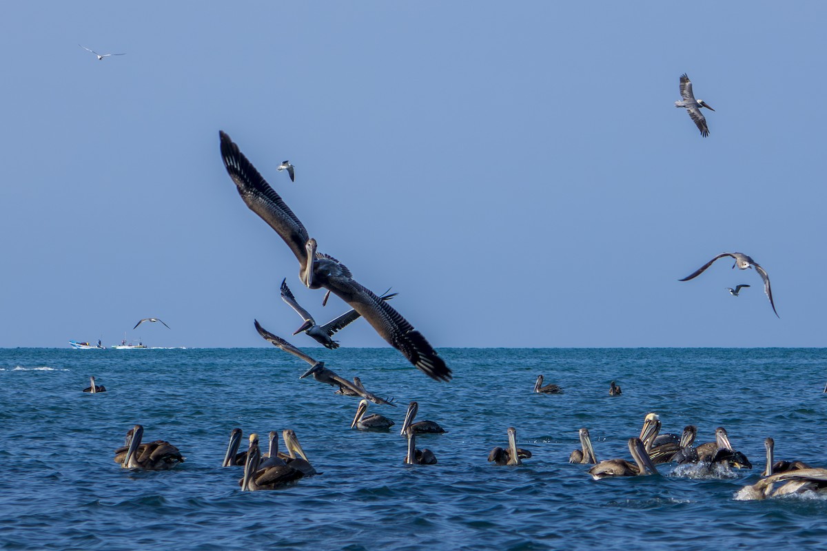 Brown Pelican (Southern) - ML613945027