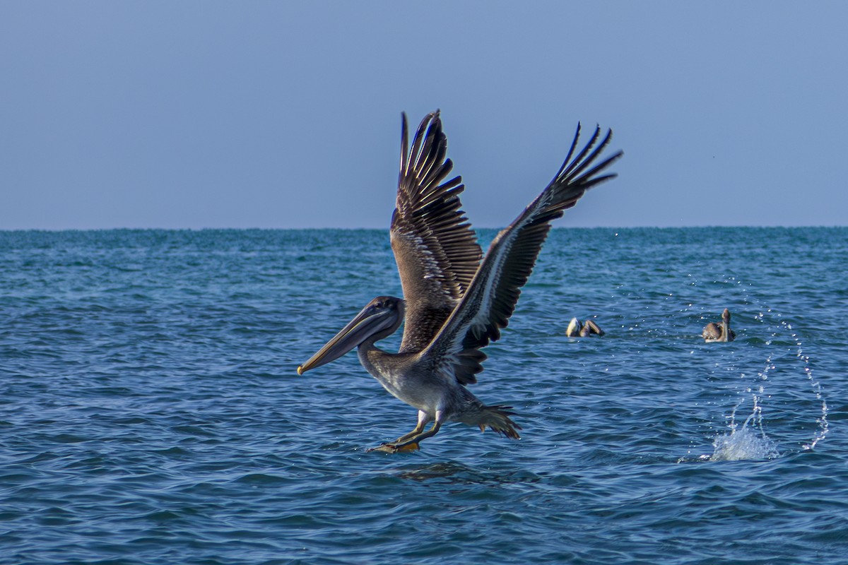 Brown Pelican (Southern) - ML613945028