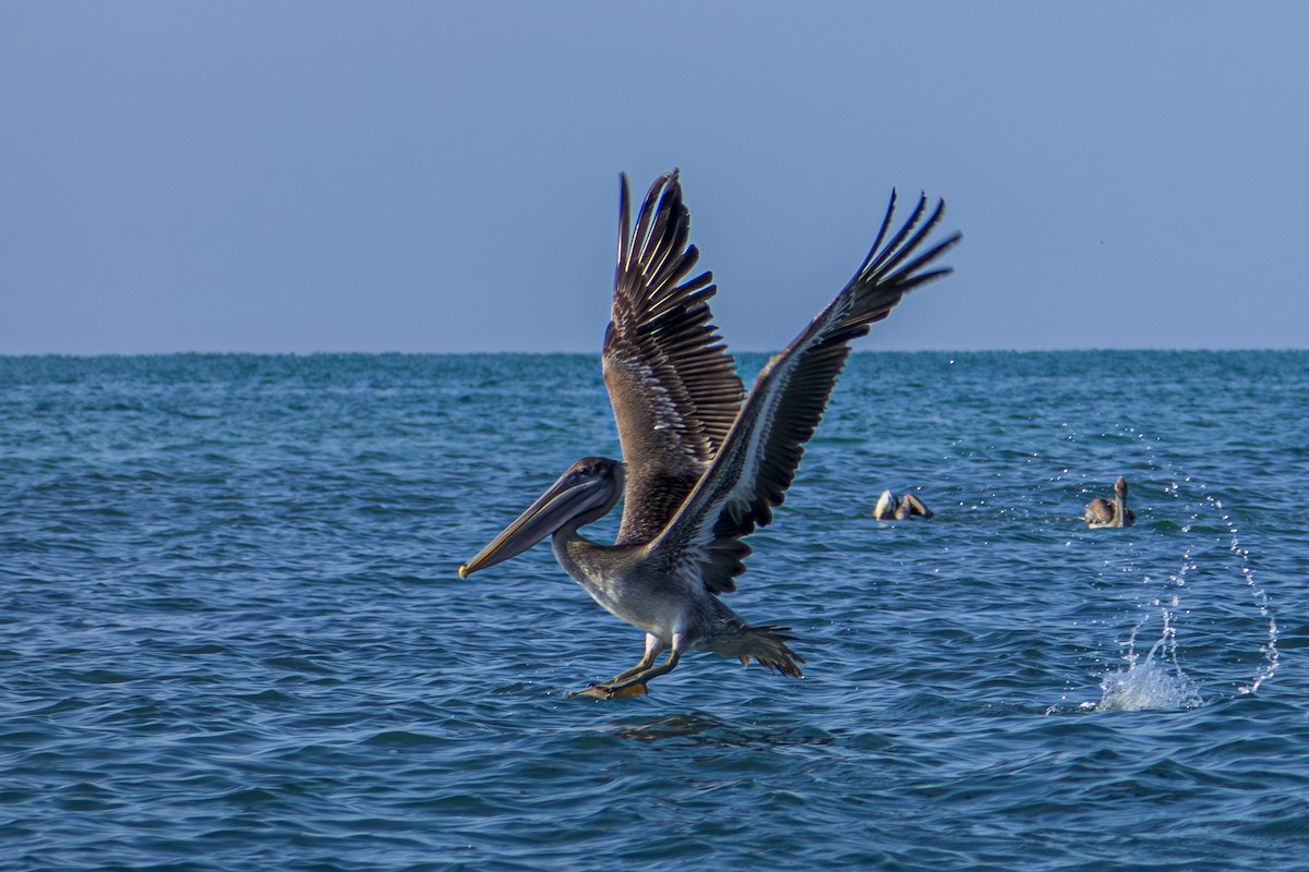 Brown Pelican (Southern) - ML613945028