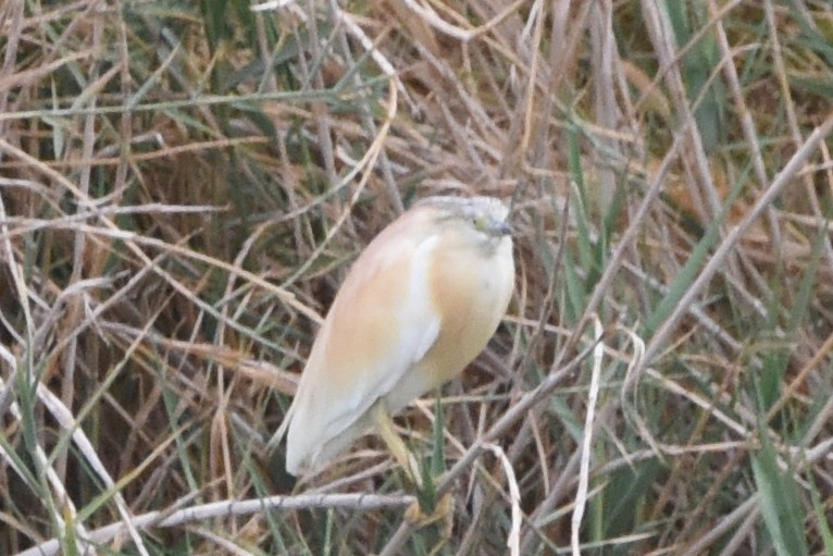 Squacco Heron - ML613945031