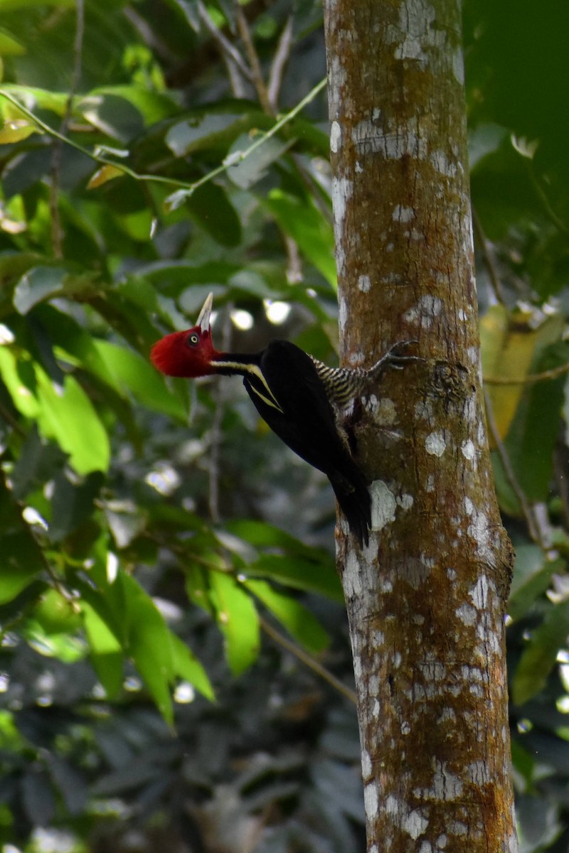 Pale-billed Woodpecker - Sierra and Calvin Tang