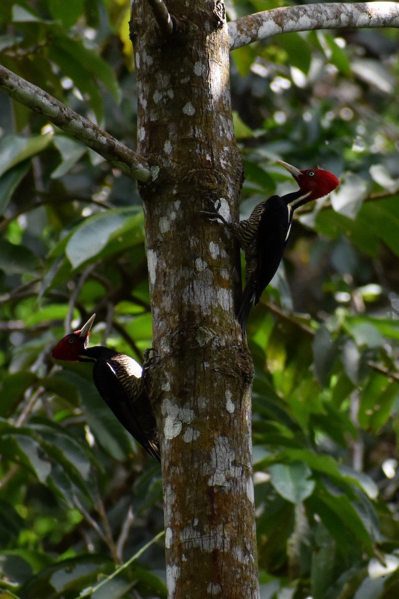Pale-billed Woodpecker - Sierra and Calvin Tang