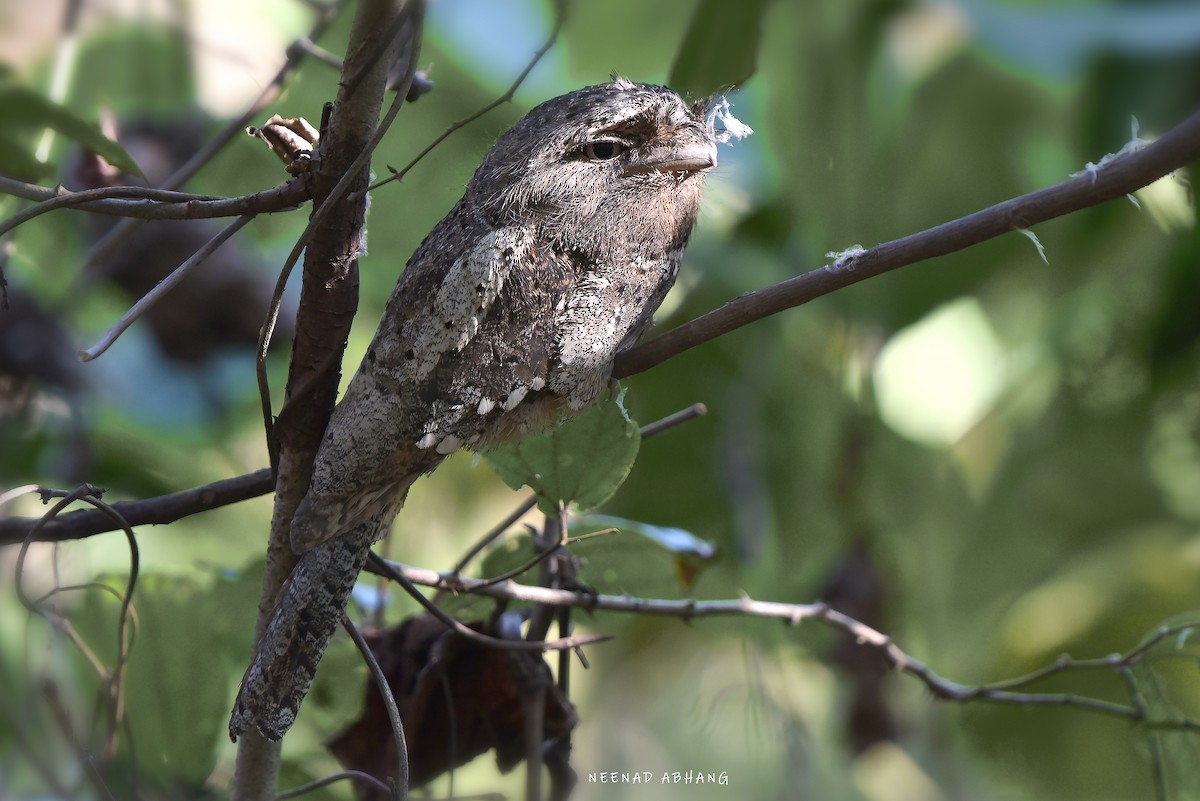 Sri Lanka Frogmouth - ML613945079