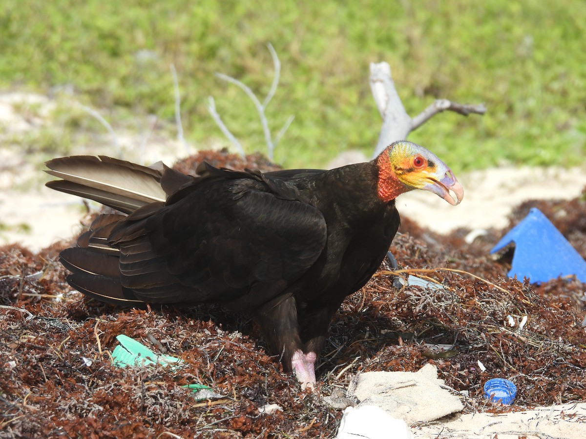 Lesser Yellow-headed Vulture - Pablo García (PGR)
