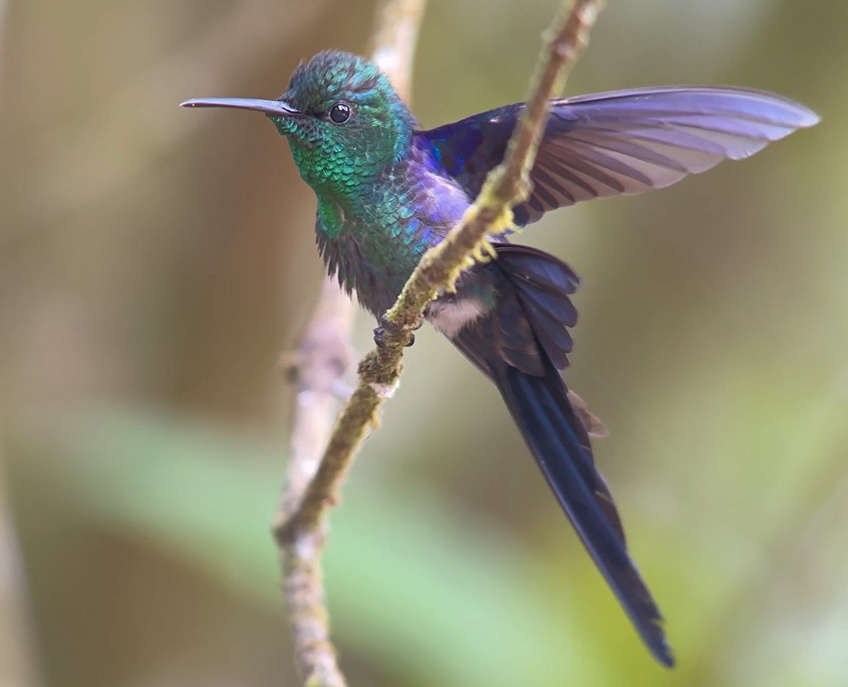 Long-tailed Woodnymph - ML613945172