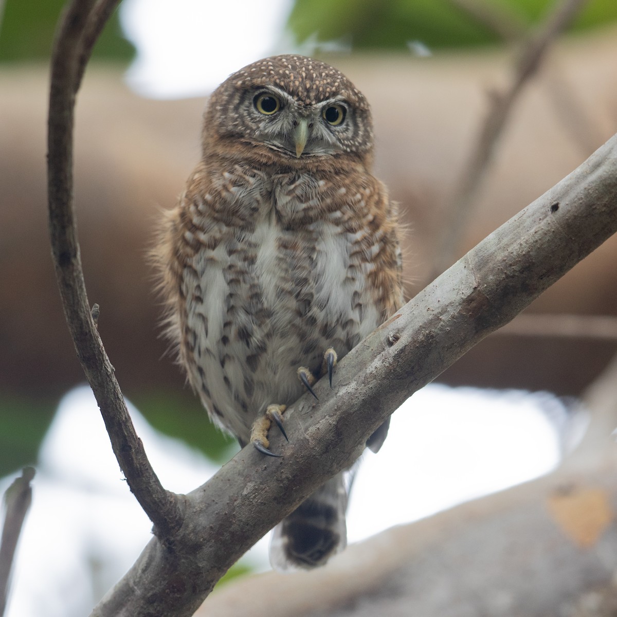 Cuban Pygmy-Owl - ML613945247