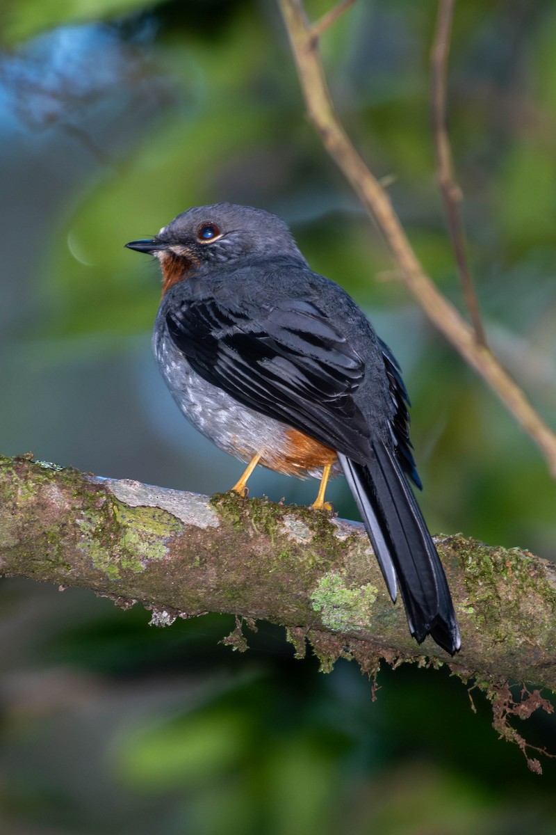 Rufous-throated Solitaire (Rufous-throated) - ML613945420