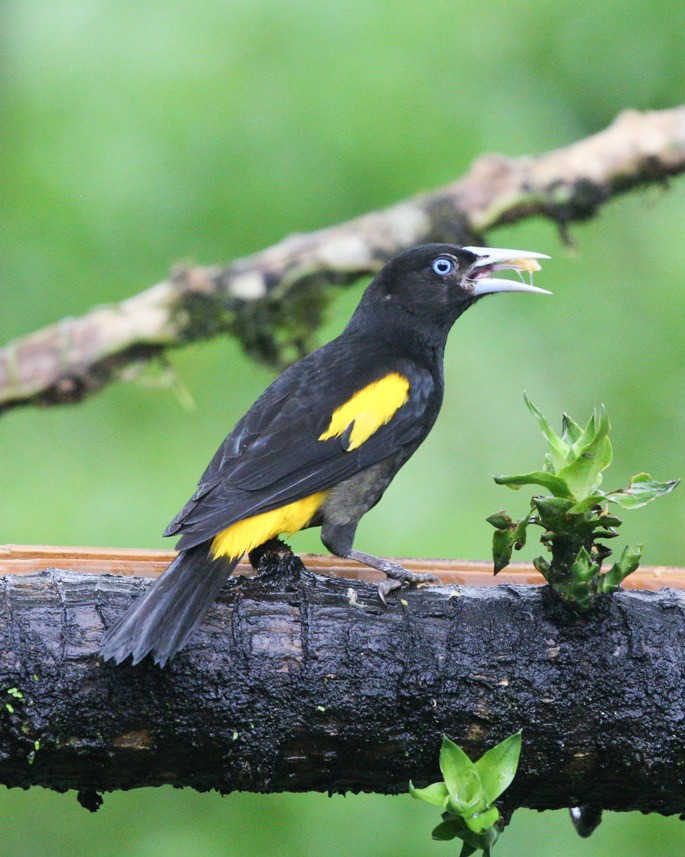 Yellow-rumped Cacique - ML613945426