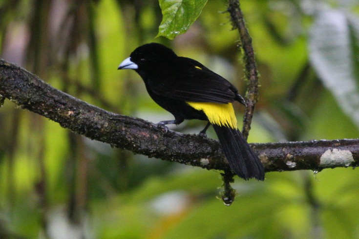 Yellow-rumped Cacique - ML613945427