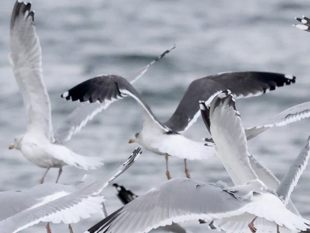 Lesser Black-backed Gull - ML613945476