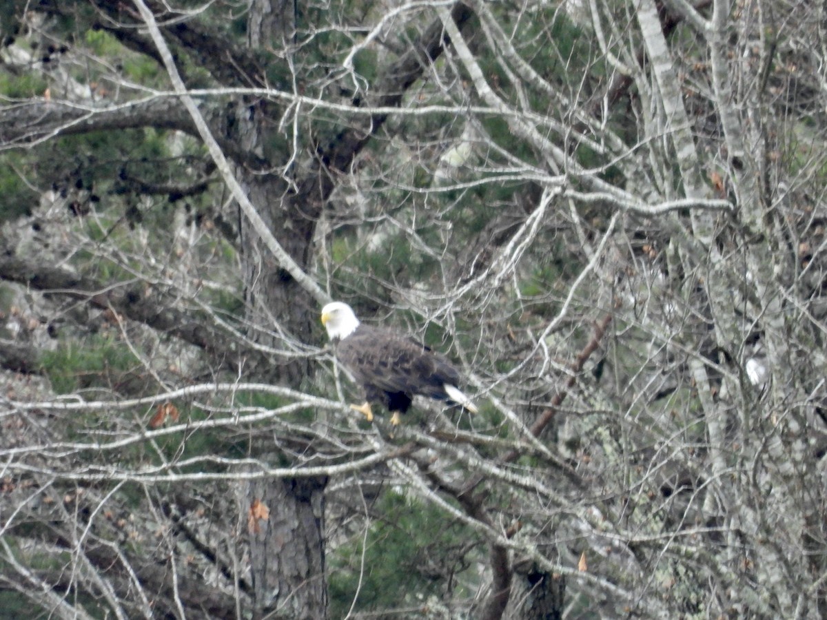 Bald Eagle - ML613945480