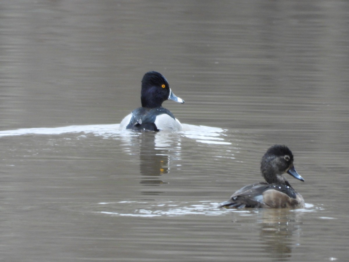 Ring-necked Duck - ML613945501