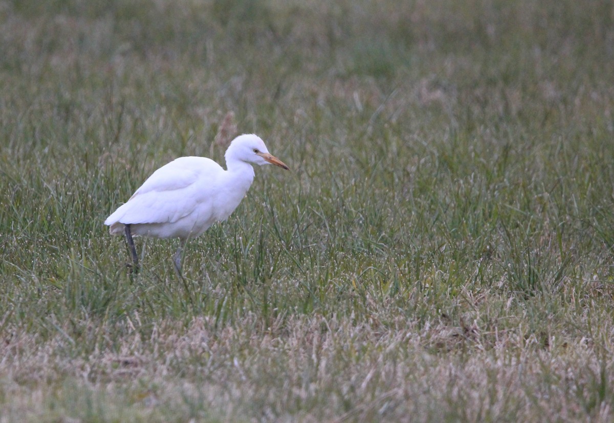 Western Cattle Egret - Quim Minoves