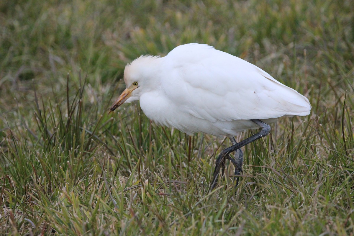 Western Cattle Egret - ML613945521