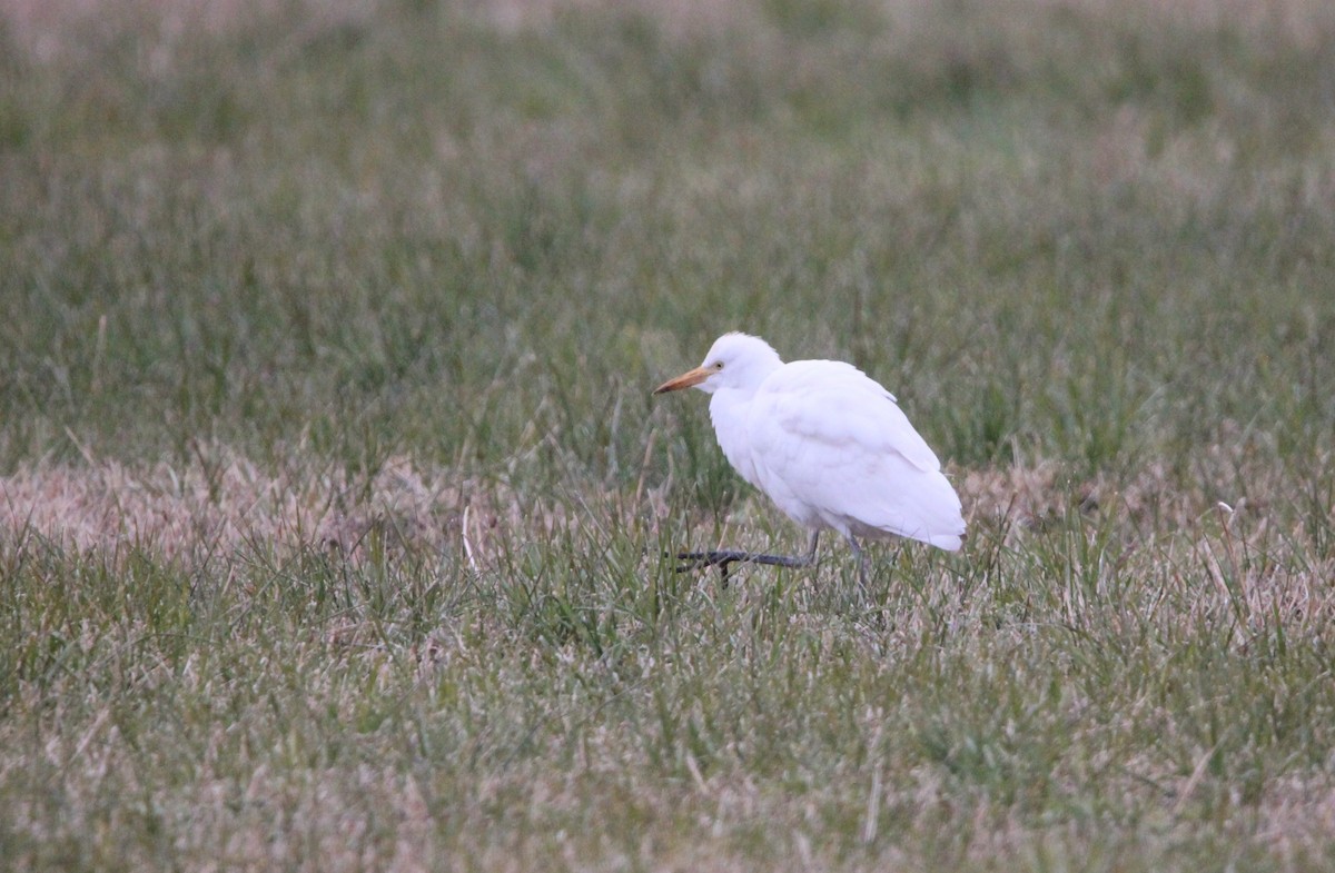 Western Cattle Egret - ML613945526