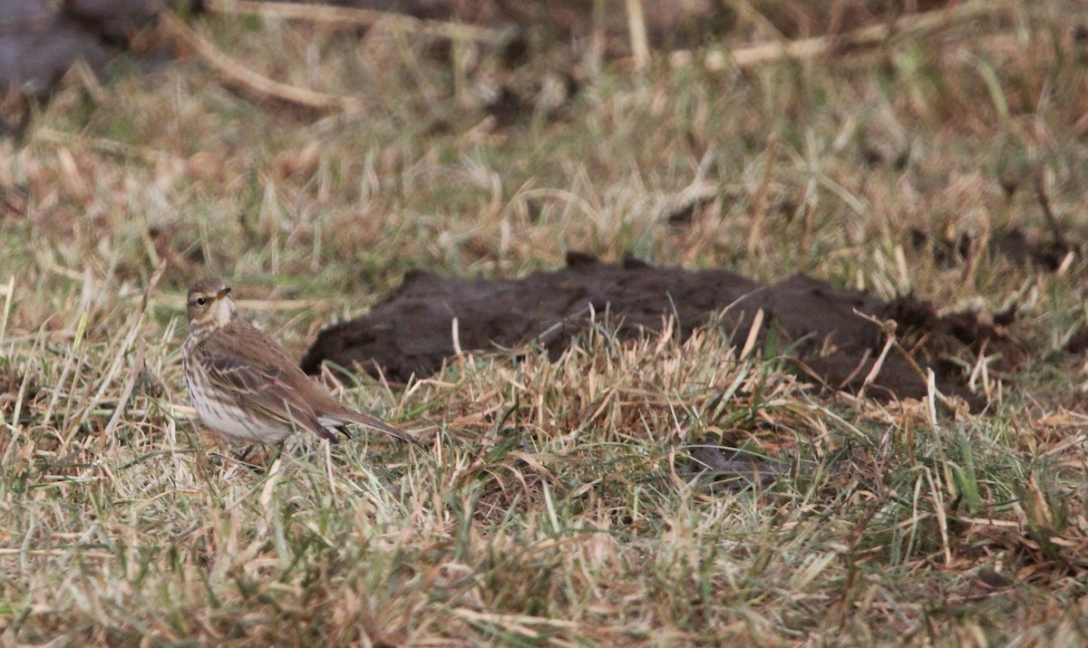 Water Pipit - Quim Minoves