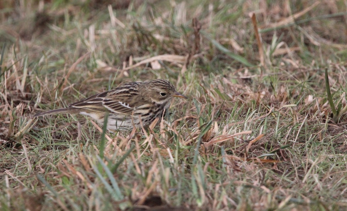 Meadow Pipit - Quim Minoves