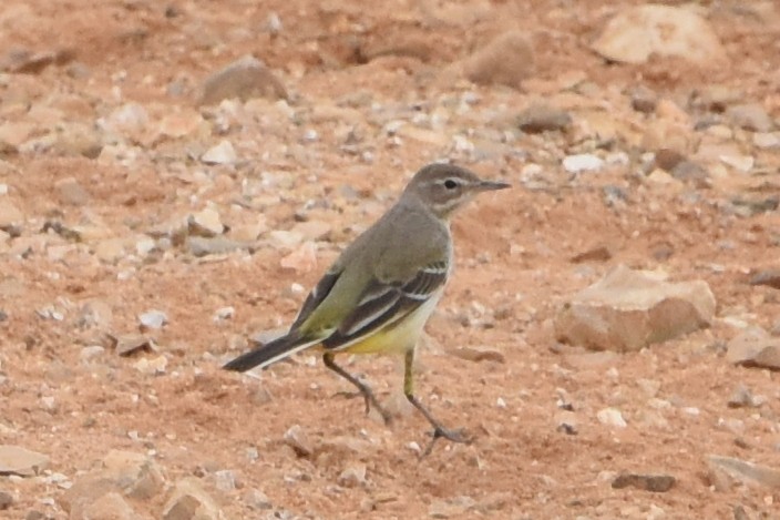 Western Yellow Wagtail - Nick Moore