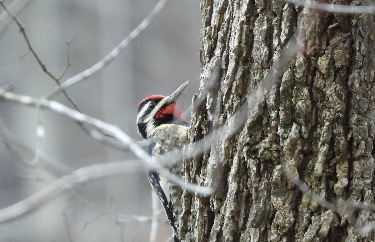 Yellow-bellied Sapsucker - ML613945554