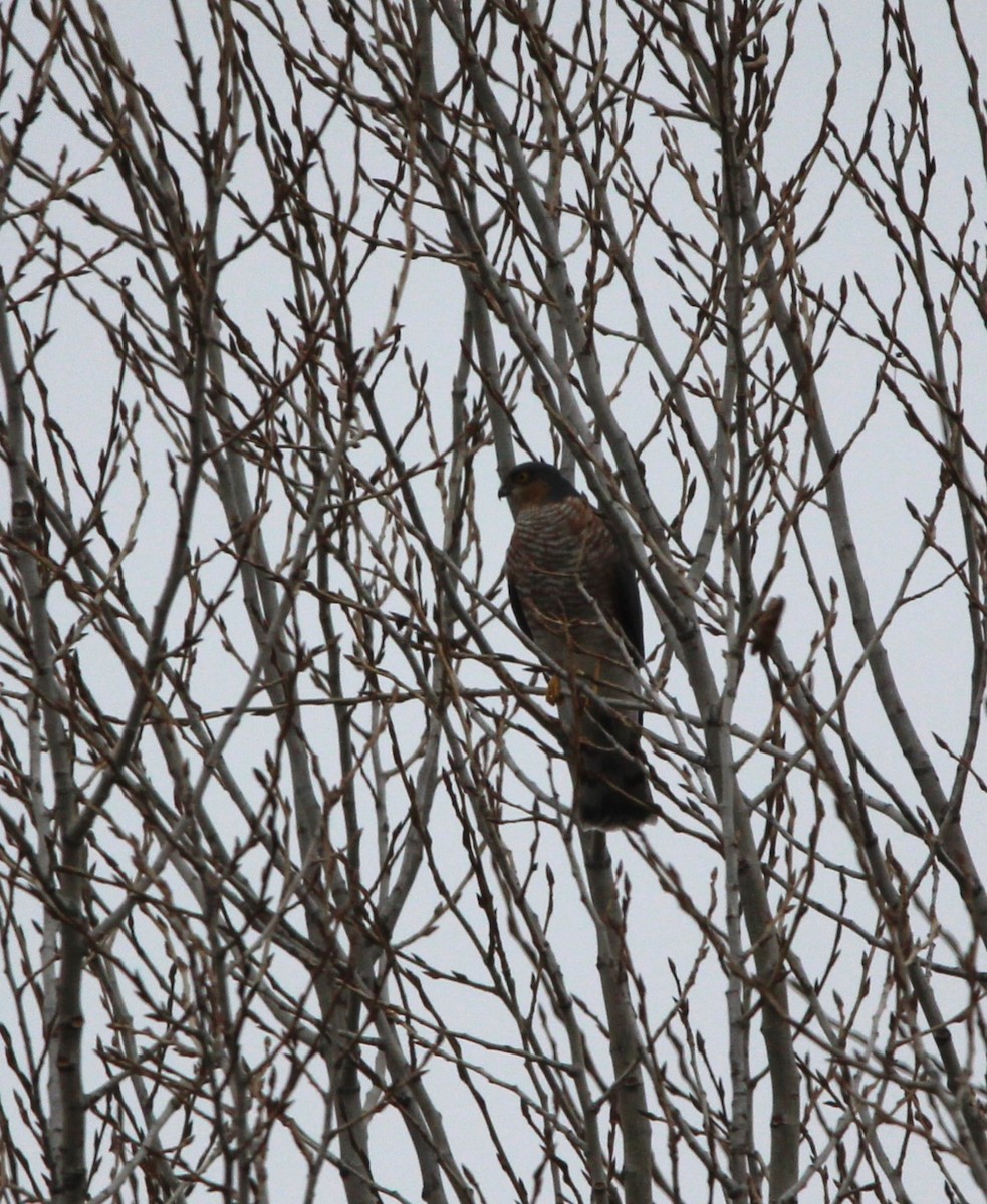 Eurasian Sparrowhawk - Quim Minoves