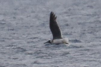 White-eyed Gull - ML613945577