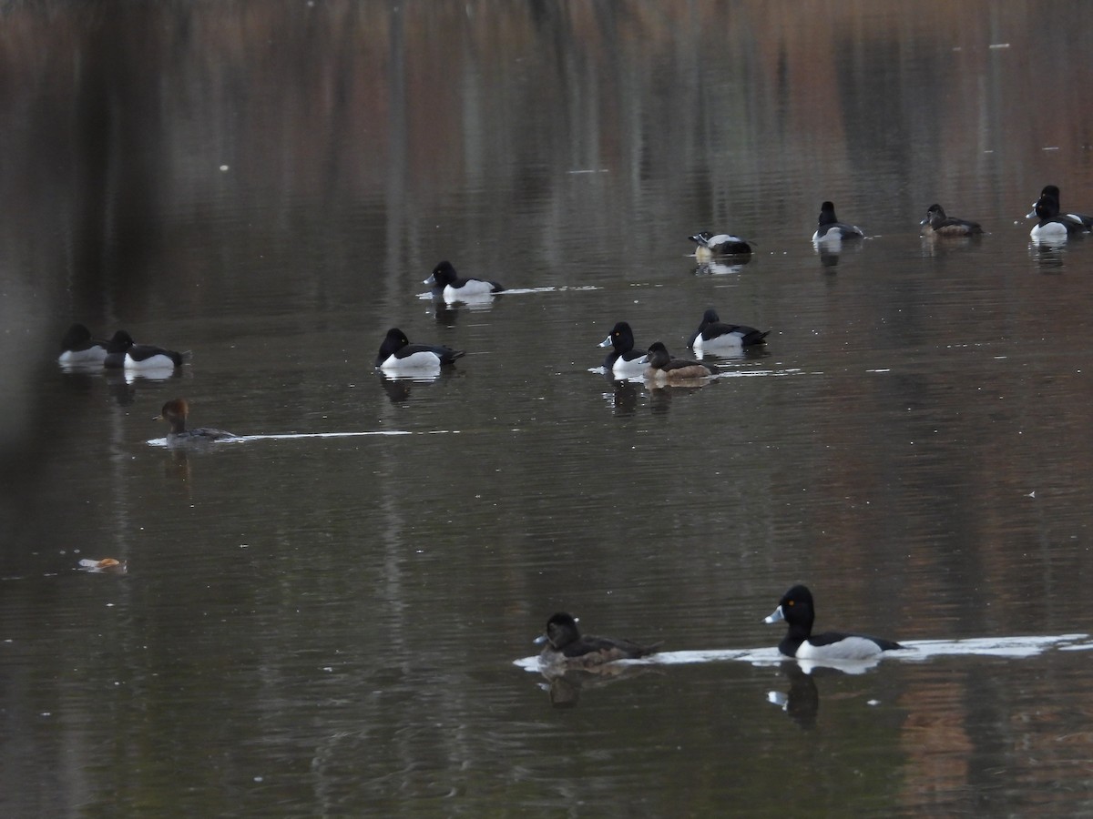 Ring-necked Duck - ML613945584