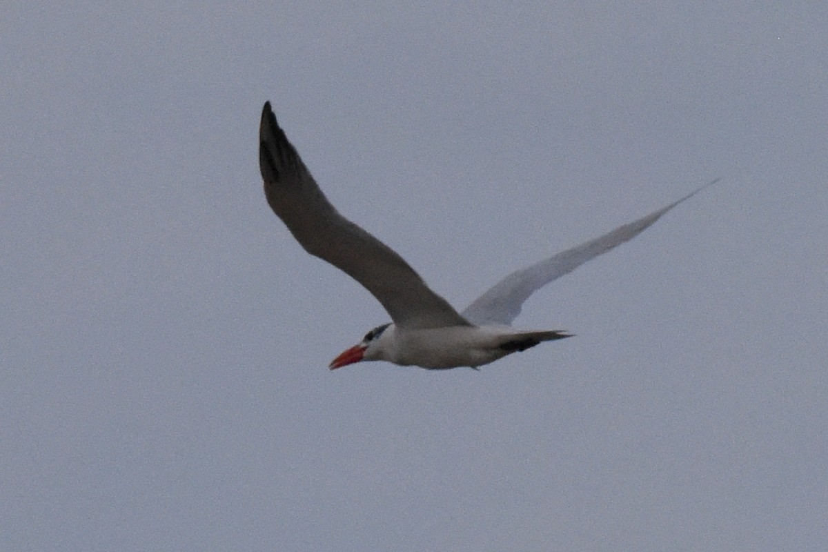 Caspian Tern - Nick Moore