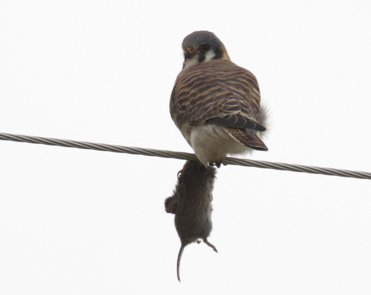 American Kestrel - ML613945624