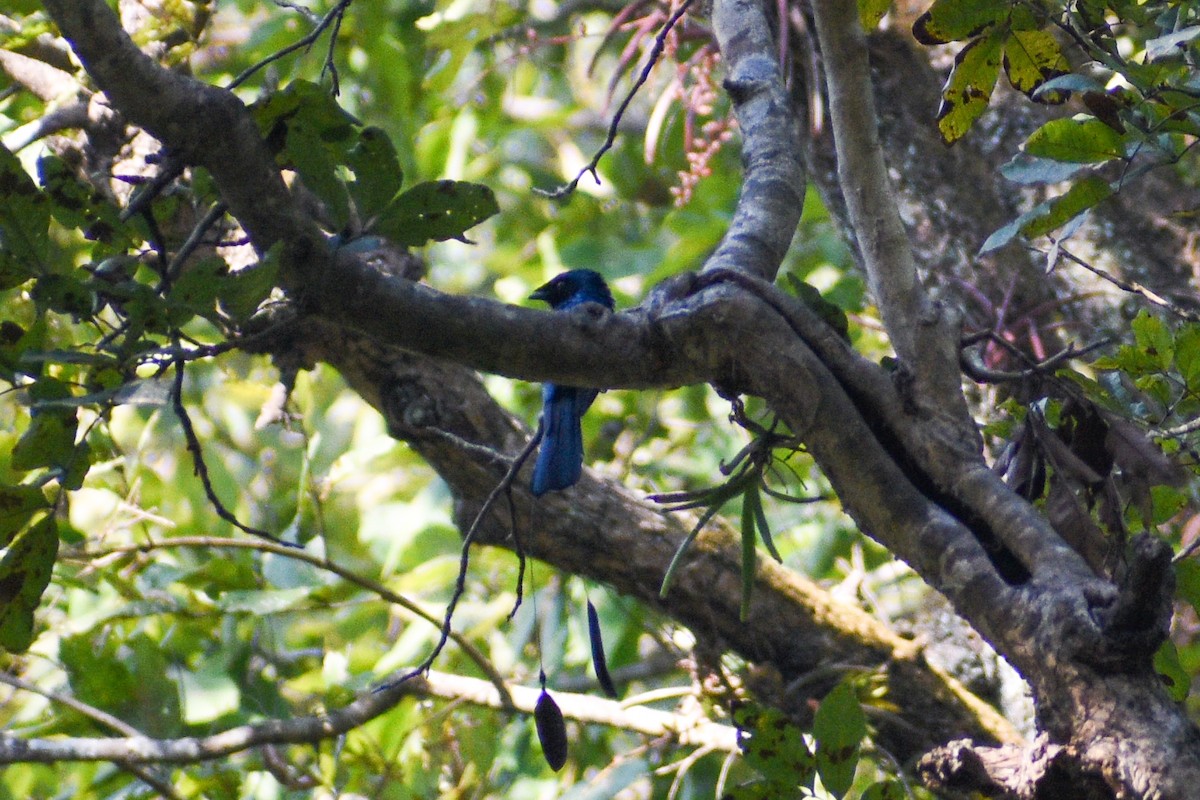 Lesser Racket-tailed Drongo - ML613945663
