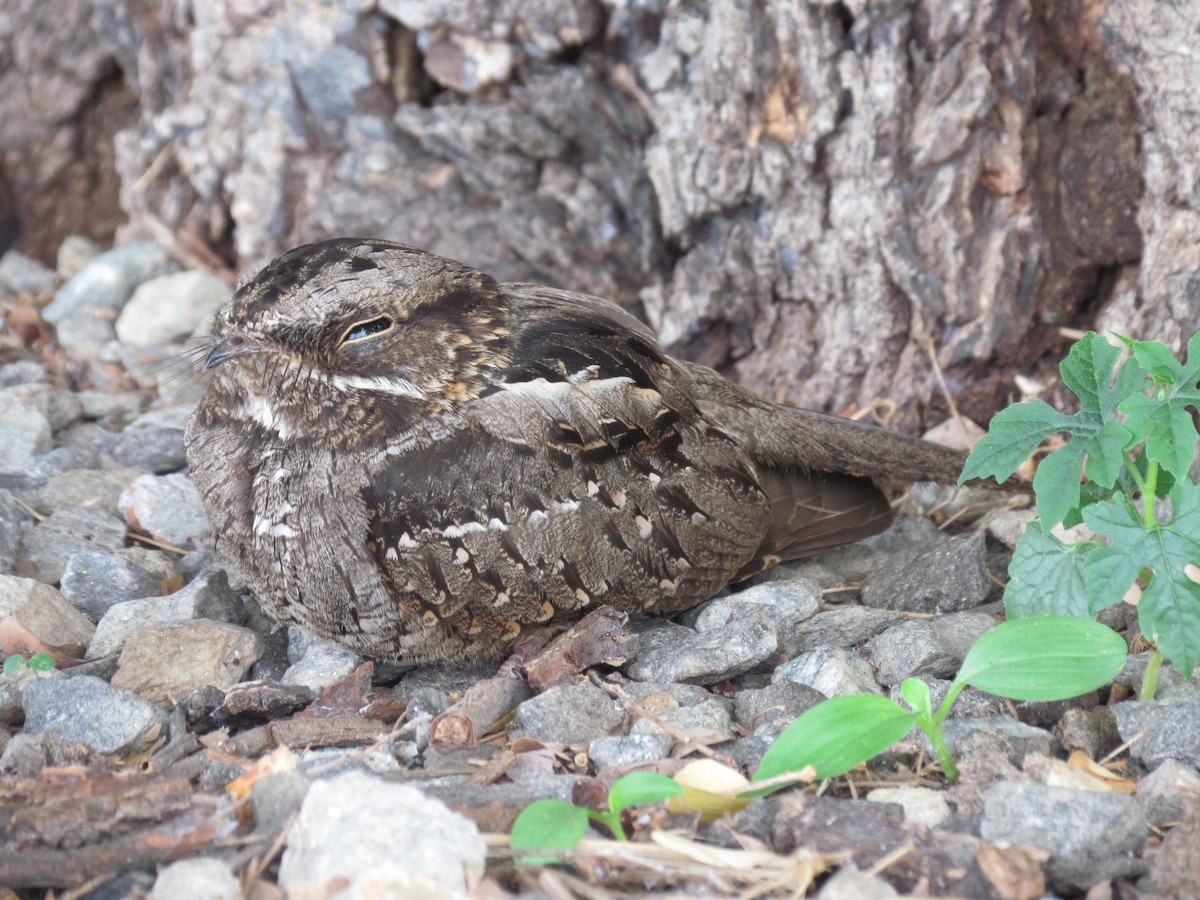 Little Nightjar - ML613945821