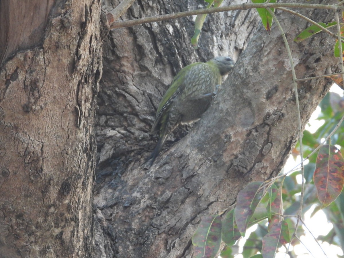 Streak-throated Woodpecker - ML613945836