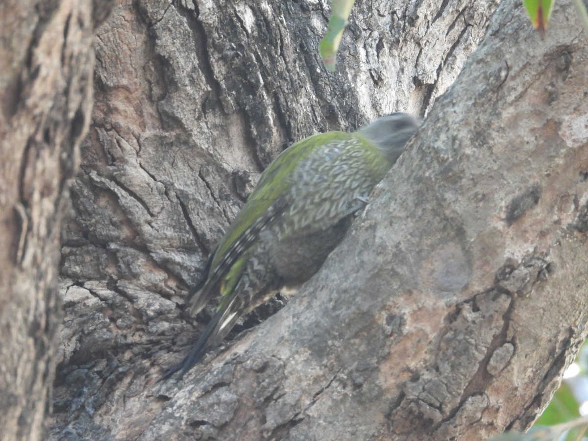 Streak-throated Woodpecker - Lakshmikant Neve